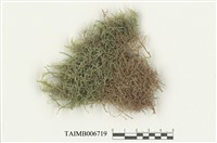 藏品(平苔科)的圖片